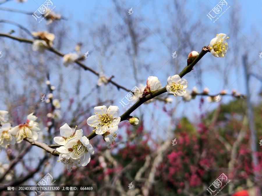 梅花