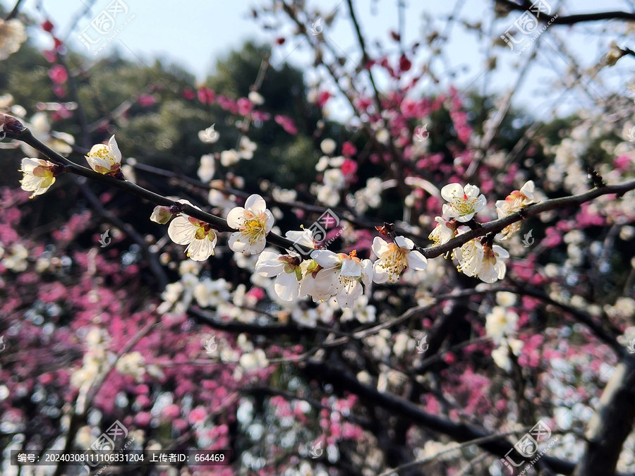 梅花