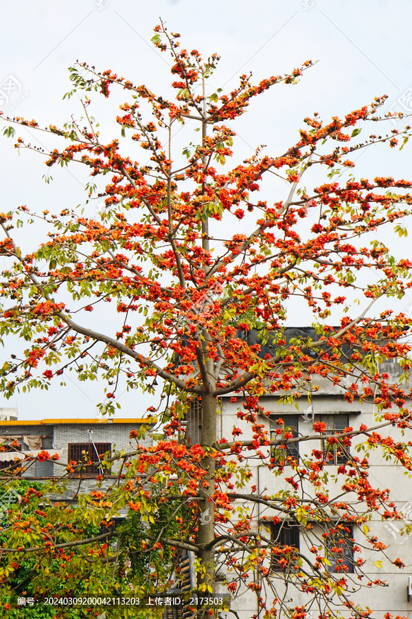 番禺沙湾木棉花