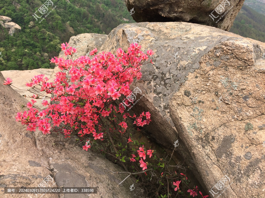 杜鹃花