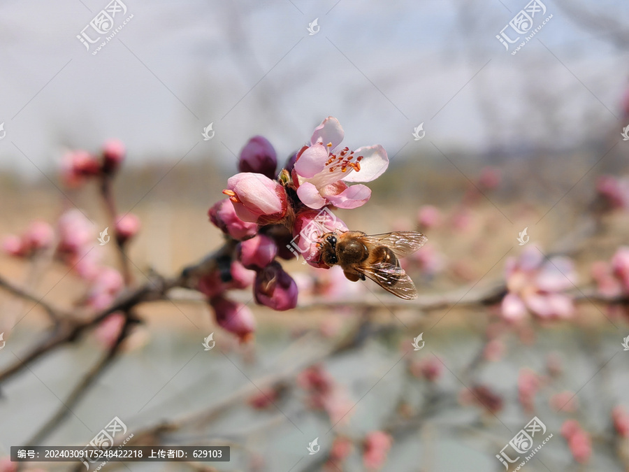 山桃花和蜜蜂