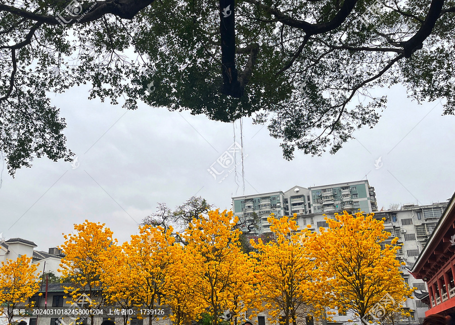 光孝寺内的黄花风铃木