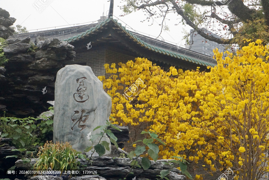 光孝寺黄花风铃木