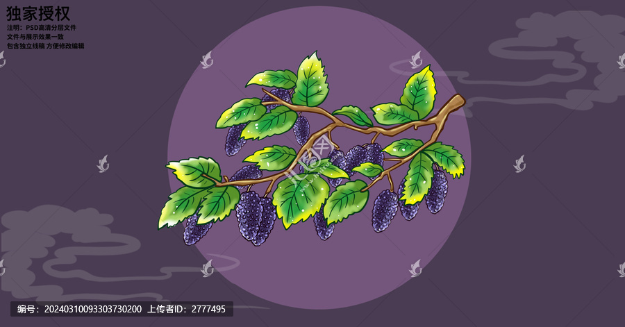 手繪桑葚插畫