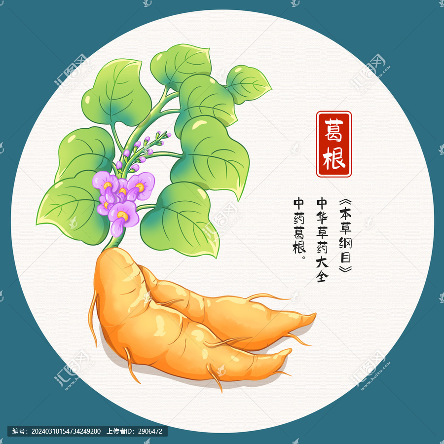 葛根草藥插畫(huà)