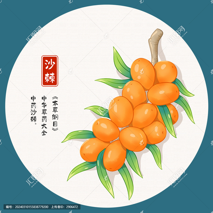 沙棘果插畫