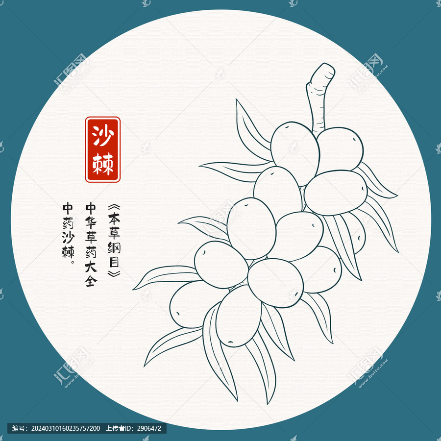 沙棘果插畫白描