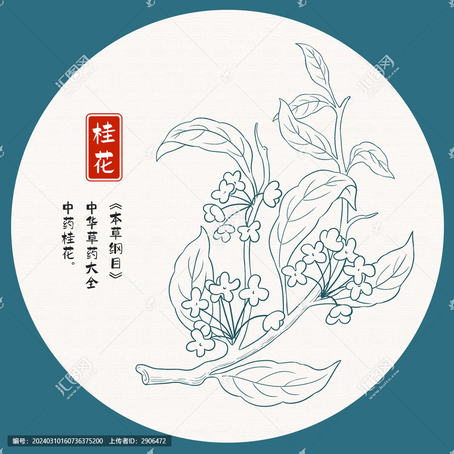 桂花插畫白描