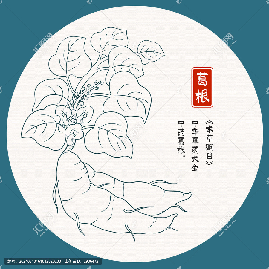 葛根插畫白描