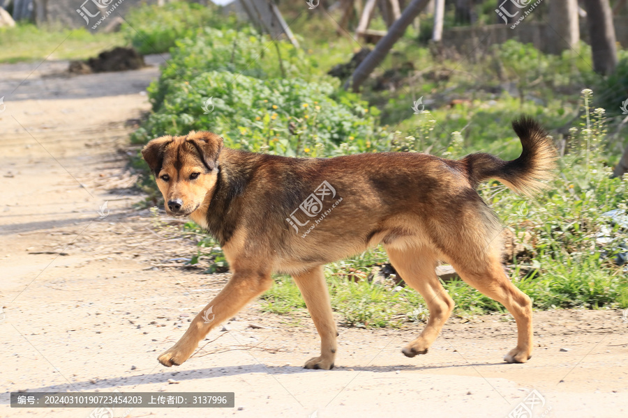 中华田园犬