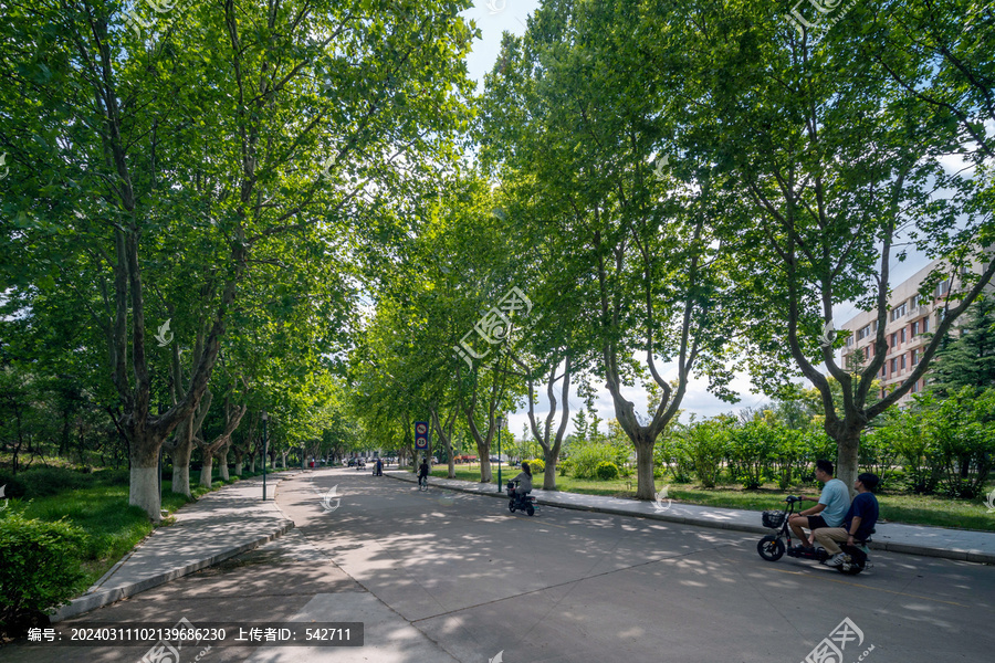 青岛农业大学校园道路