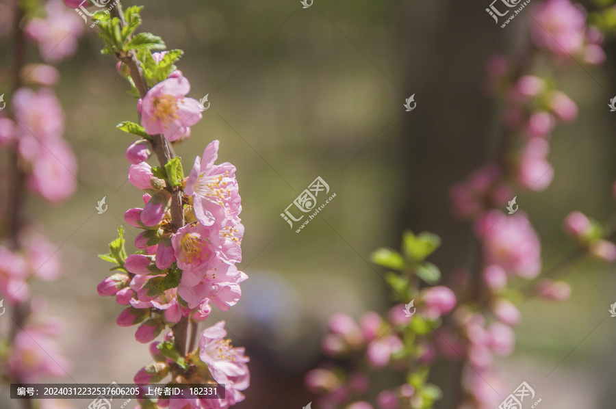 榆叶梅花朵特写