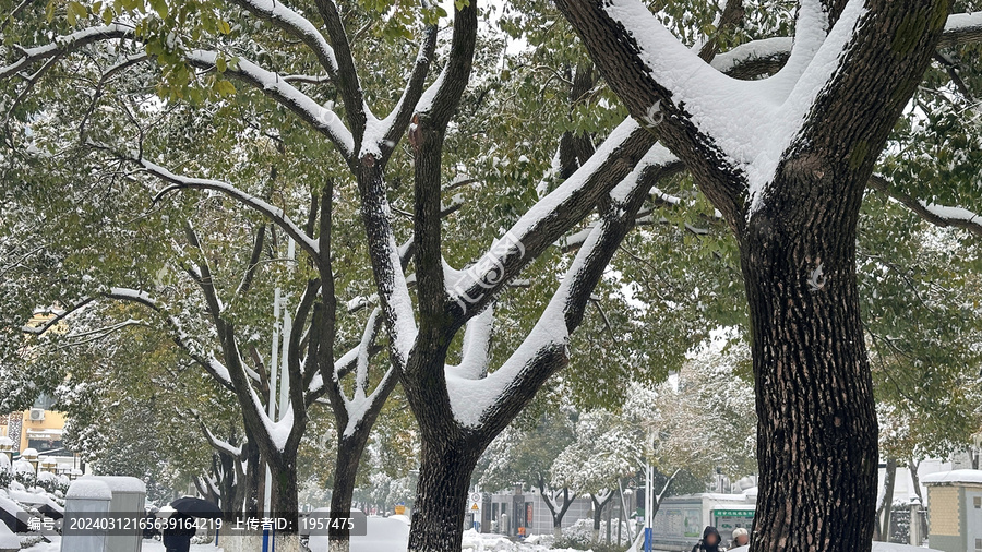 树上的雪