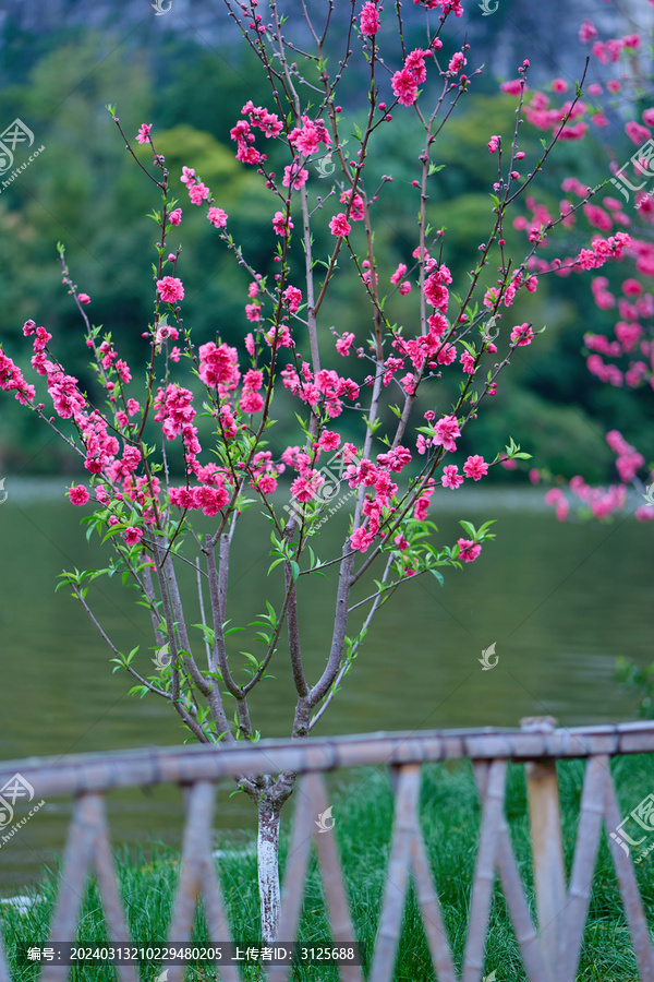 桃花