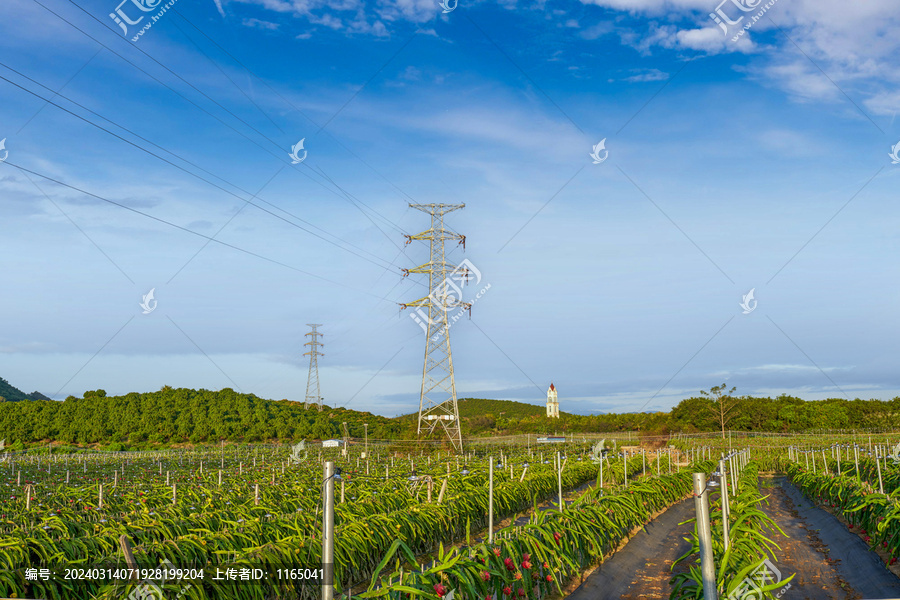 电网和火龙果基地