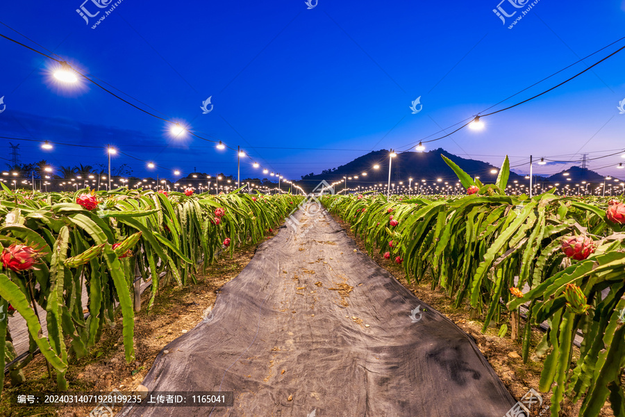 火龙果种植园夜景