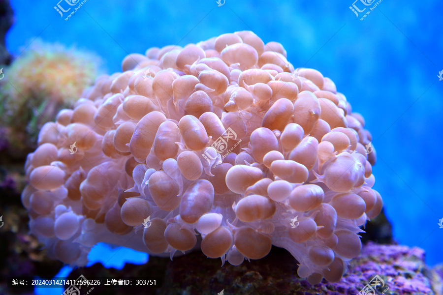 泡囊珊瑚