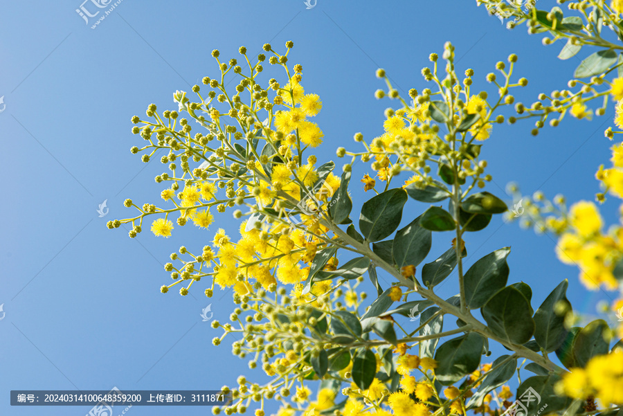 珍珠金合欢开花