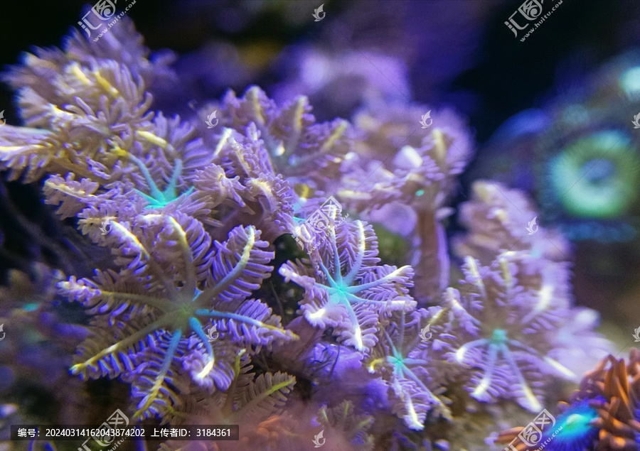 星型珊瑚