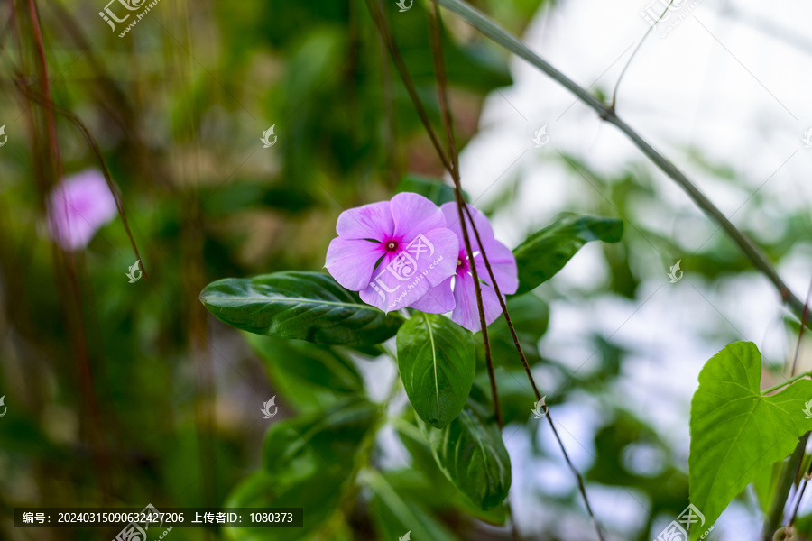 牵牛花