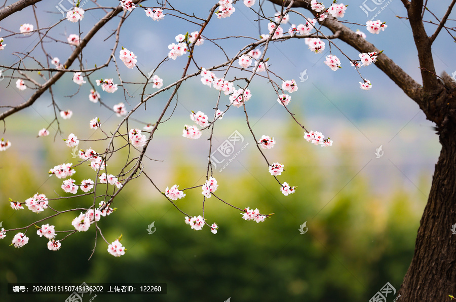 杏树