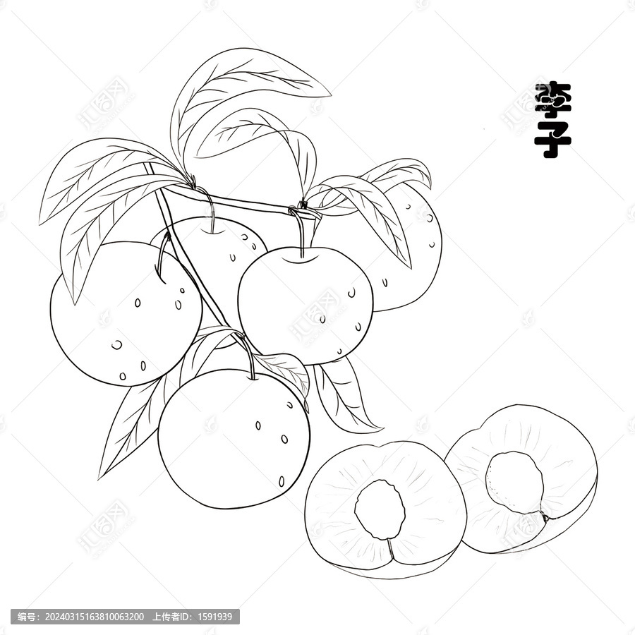 手繪李子線稿