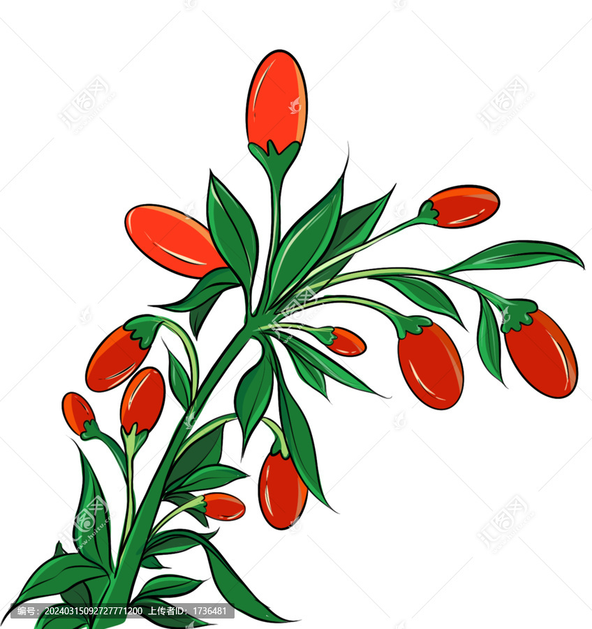 枸杞插畫