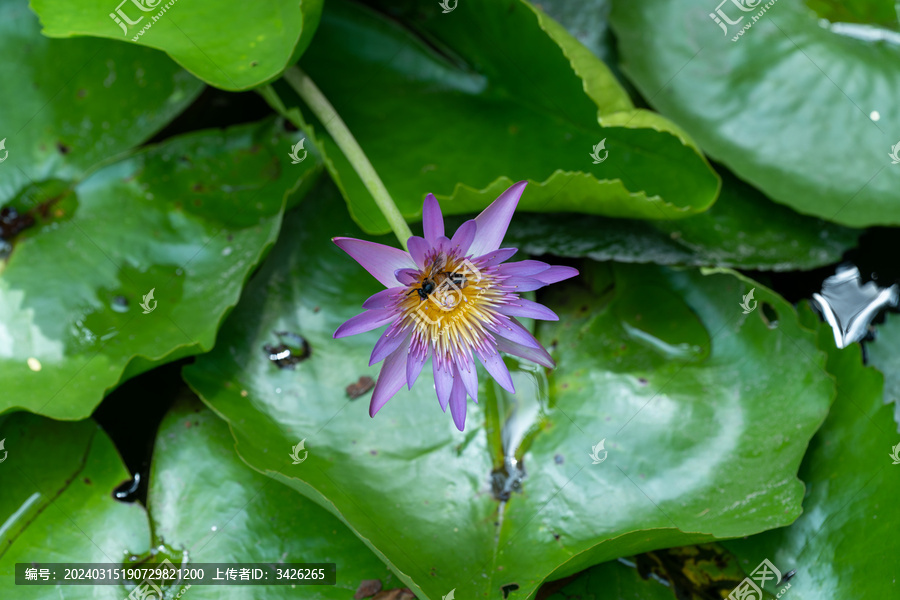 睡莲里的蜜蜂