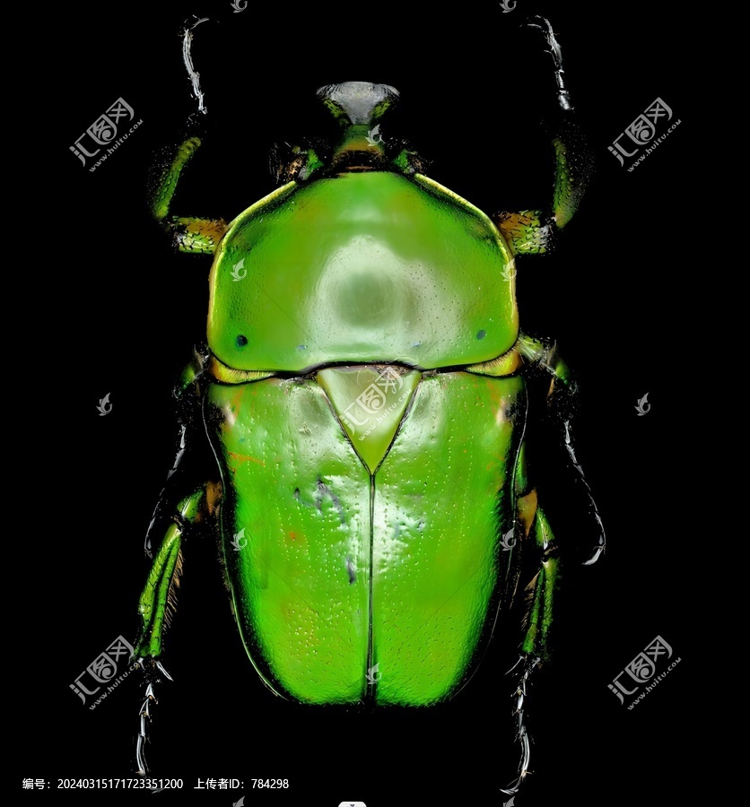 高清甲虫4亿像素