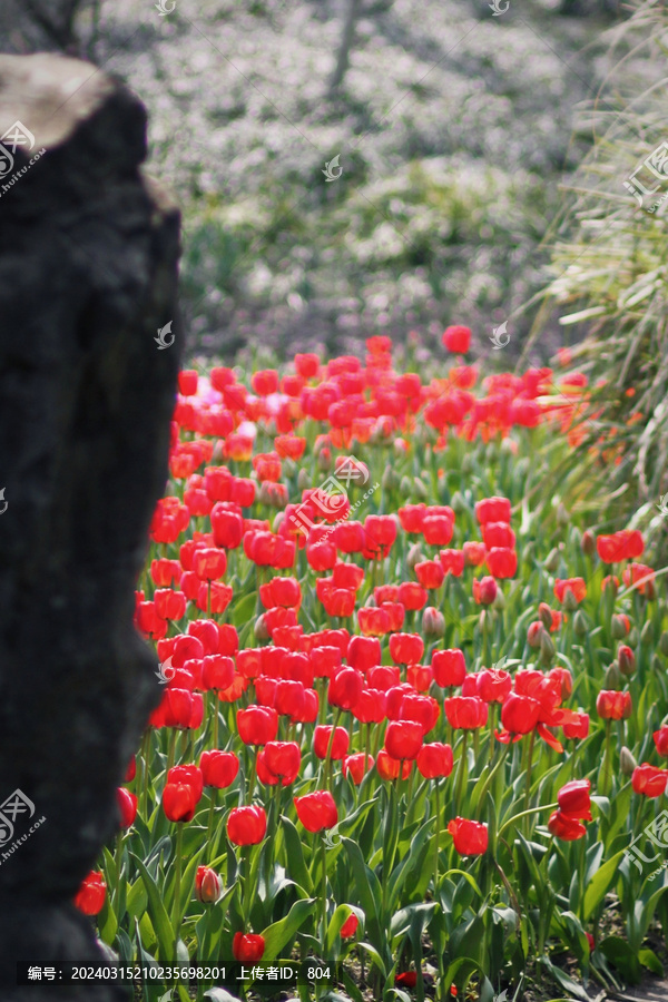 杭州太子湾公园郁金香花卉