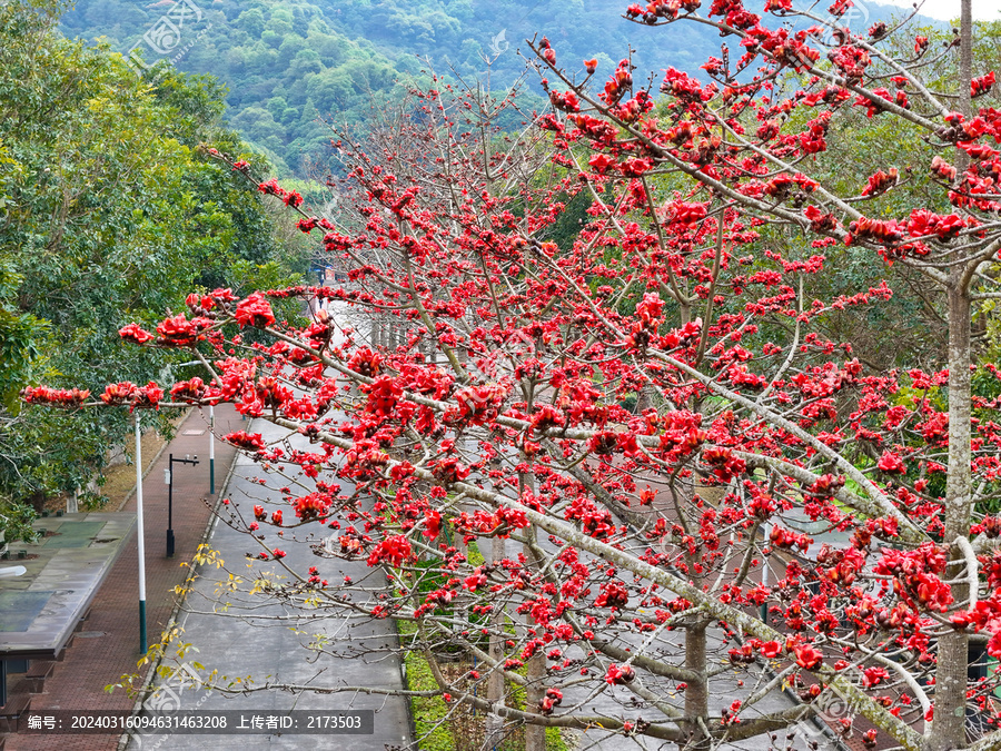 城市道路木棉花开