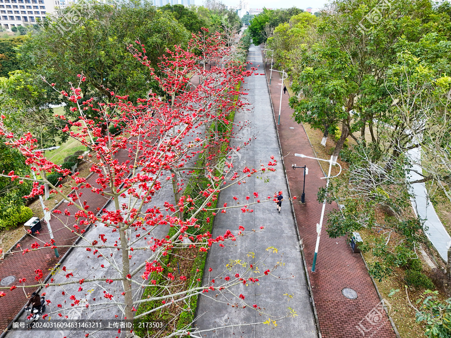 广州城市道路木棉花开