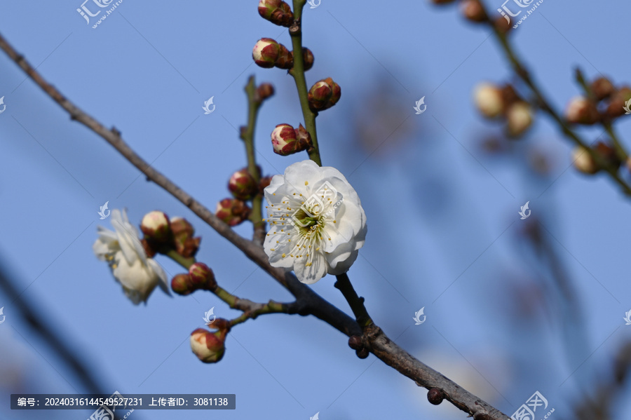 红梅盛开春天春暖花开梅花开放