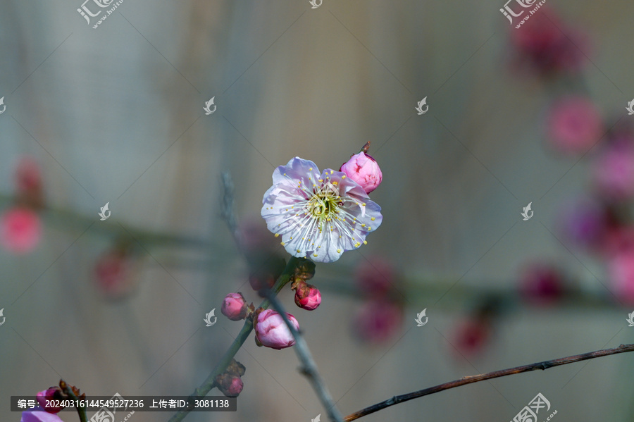 红梅盛开春天春暖花开梅花开放