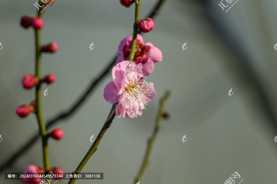 红梅盛开春天春暖花开梅花开放