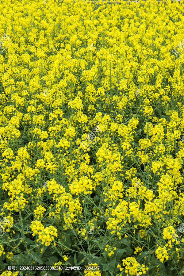 油菜花海