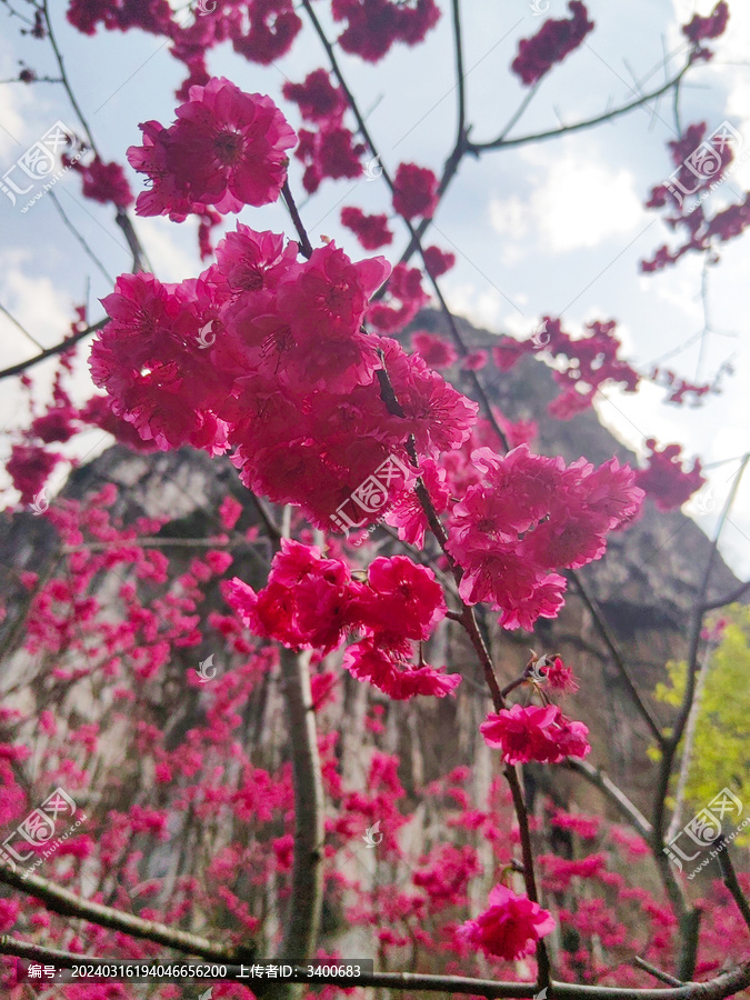 樱花特写