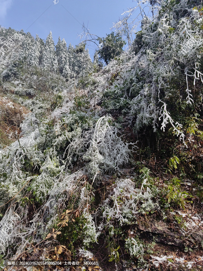 雪景