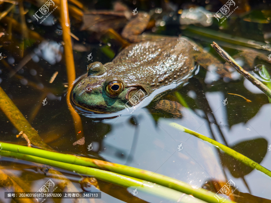 美国牛蛙趴在水池中
