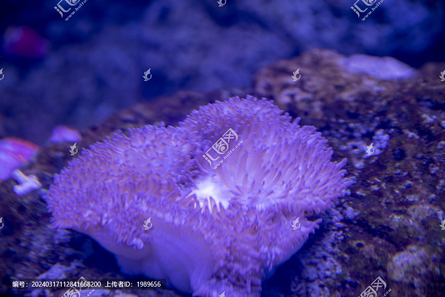 海底珊瑚背景