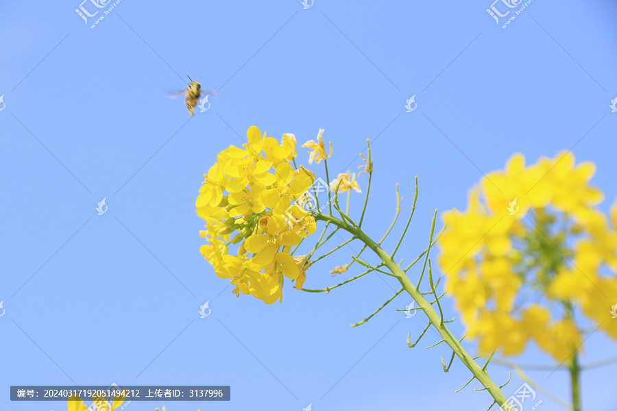 藍天下的油菜花