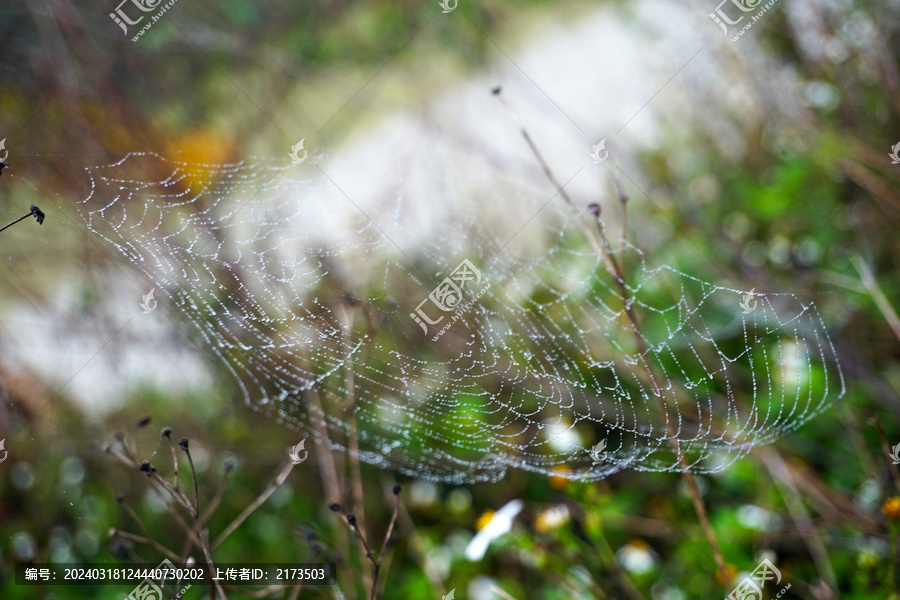 露水蜘蛛网