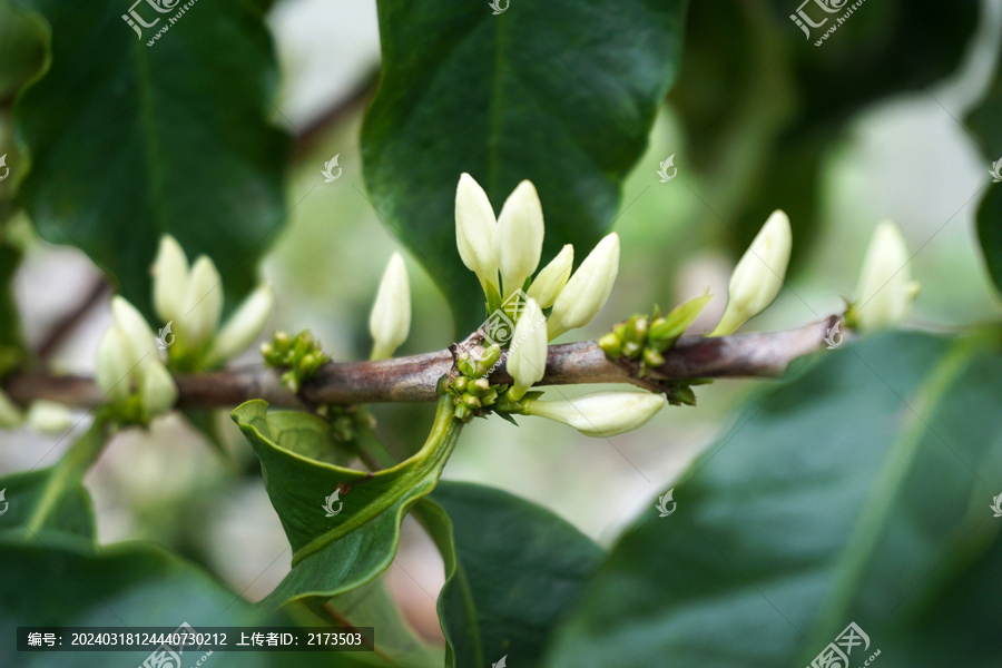 咖啡树开花