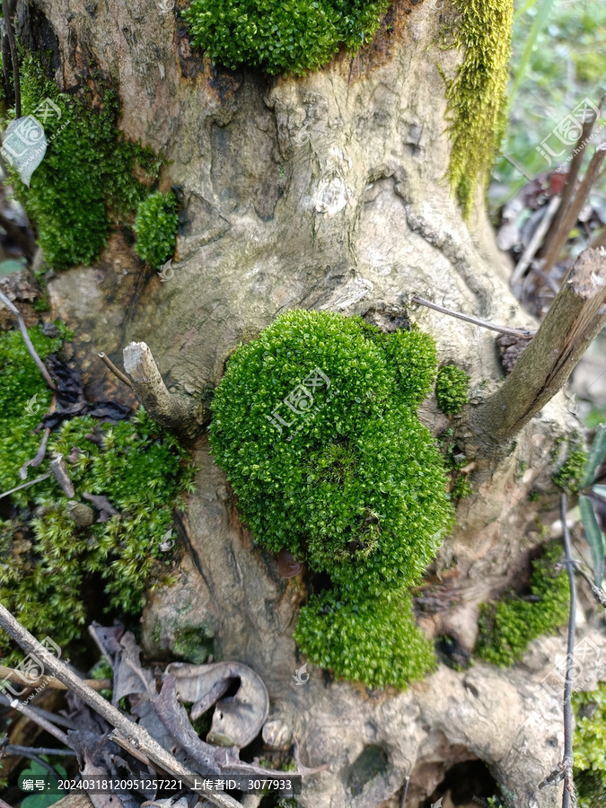 树干青苔