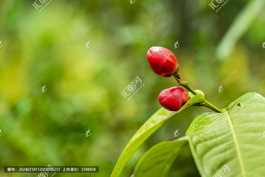 越南抱茎茶花蕾