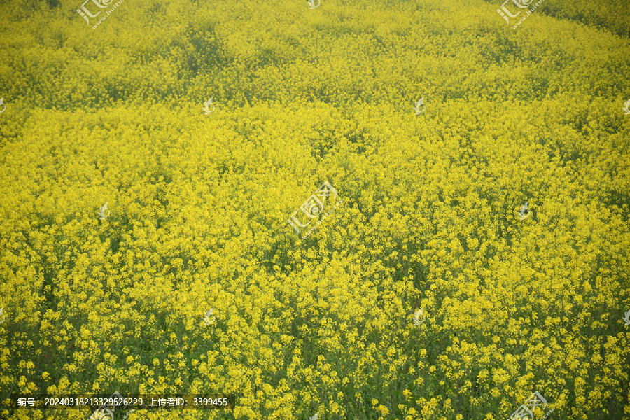 油菜花海