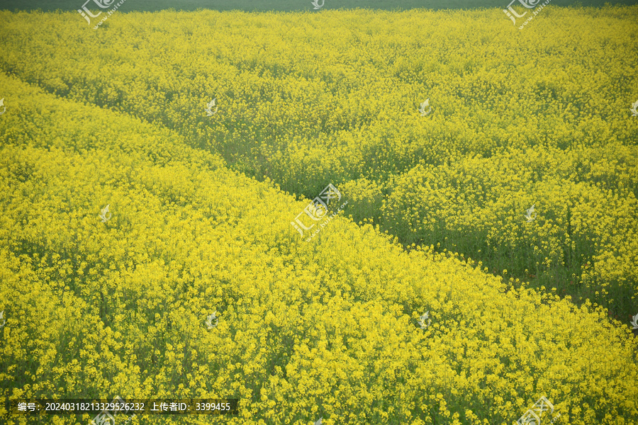 油菜花海