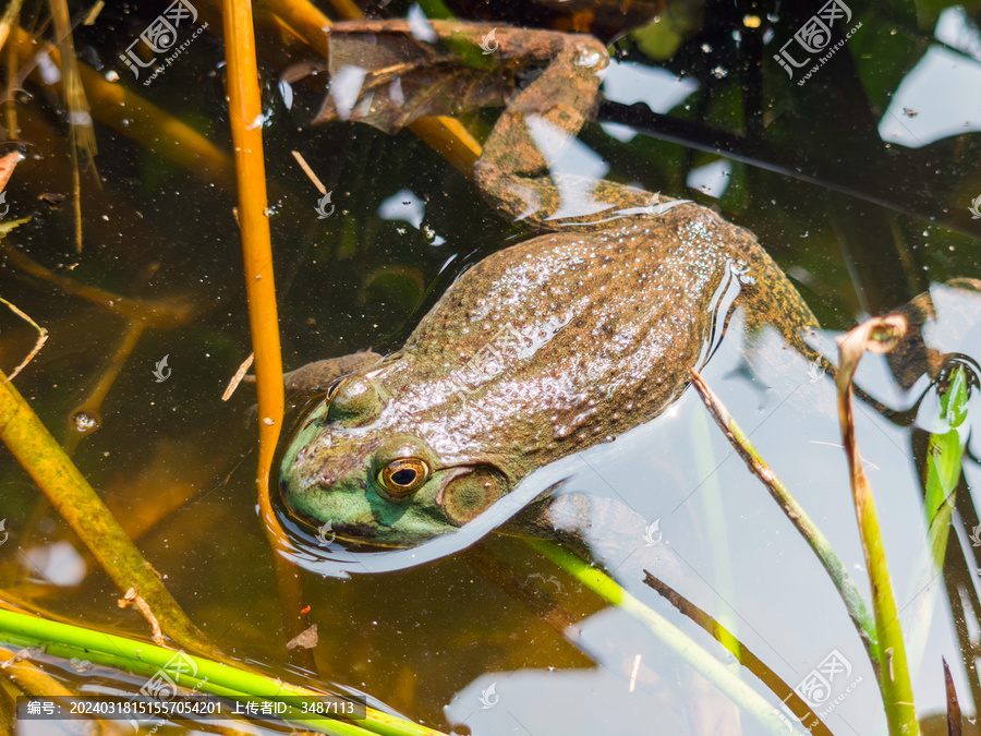 美国牛蛙趴在水池中露出背部
