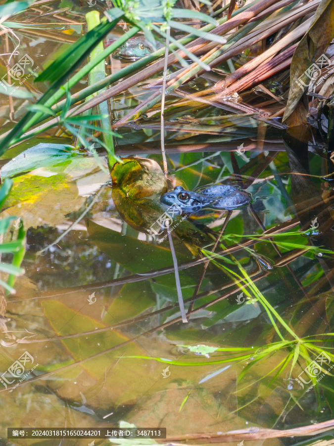 两只美国牛蛙在水池中露出头