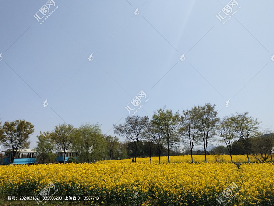 油菜花海